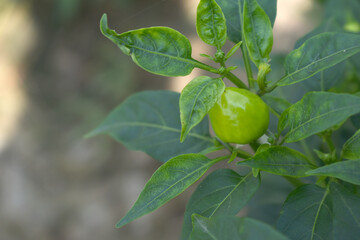 fresh green chili on plant closeup, chili plants in organic farming, Chilies closeup in field, Green chili plant in a farmer's field, Ripe green chili on a plant in Chakwal, Punjab, Pakistan