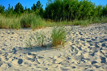 Naklejka premium trawy wydmowe, trawy na nadmorskiej wydmie, trawy na piaszczystej wydmie, Piaskownica zwyczajna, Calamagrostis arenaria or Ammophi, dune grasses, beach grass,sand dune with marram grass 
