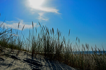 trawy wydmowe, trawy na nadmorskiej wydmie, trawy na piaszczystej wydmie, Piaskownica zwyczajna, Calamagrostis arenaria or Ammophi, dune grasses, beach grass,sand dune with marram grass  © kateej