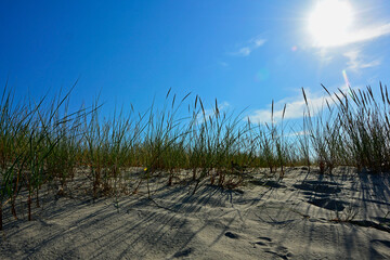 trawy wydmowe, trawy na nadmorskiej wydmie, trawy na piaszczystej wydmie, Piaskownica zwyczajna, Calamagrostis arenaria or Ammophi, dune grasses, beach grass,sand dune with marram grass  © kateej