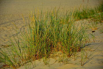 trawy wydmowe, trawy na nadmorskiej wydmie, trawy na piaszczystej wydmie, Piaskownica zwyczajna, Calamagrostis arenaria or Ammophi, dune grasses, beach grass,sand dune with marram grass  © kateej