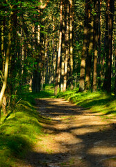 leśna ścieżka, droga leśna z reflekasami słońca, forest path, Sunlit Path through, Serene forest path illuminated by sunlight, wysokie drzewa i lesna ścieżka oświetlona słońcem  © kateej