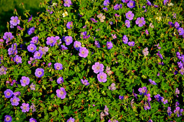 Bodziszek czerwony, Geranium sanguineum, common name bloody crane's-bill or bloody geranium