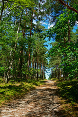 leśna ścieżka, droga leśna z reflekasami słońca, forest path, Sunlit Path through, Serene forest path illuminated by sunlight, wysokie drzewa i lesna ścieżka oświetlona słońcem  © kateej