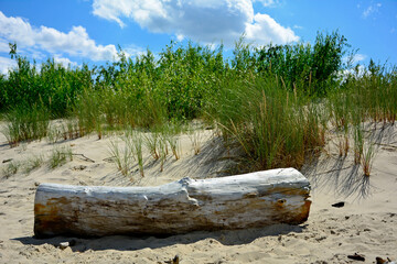 kłoda drewna na plaży na tle morza, drewniana kloda na piaszczystej wydmie nadmorskiej, malowniczy pejzaż nadmorski, logs on the sand on the sea shore, beach scene, wooden logs on a sandy © kateej