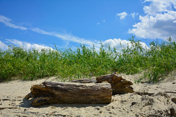 kłody drewna na plaży na tle morza, drewniane klody na piaszczystej wydmie nadmorskiej, malowniczy pejzaż nadmorski, logs on the sand on the sea shore, beach scene, wooden logs on a sandy © kateej
