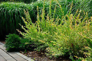 Wierzba japońska rosnąca jako krzew, wierzba calolistna, Salix integra, krzak wierzby japońskiej i trawy ozdobne w ogrodzie,  Salix 'Hakuro-Nishiki', Decorative shrub Salix integra Hakuro nishiki © kateej