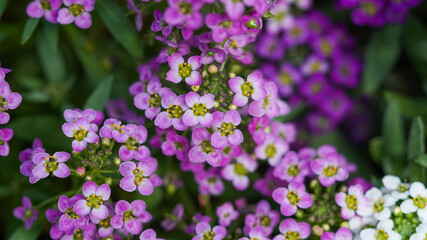 Obraz premium Purple flower of Sweet Alyssum