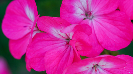 Vivid scarlet color geranium flower