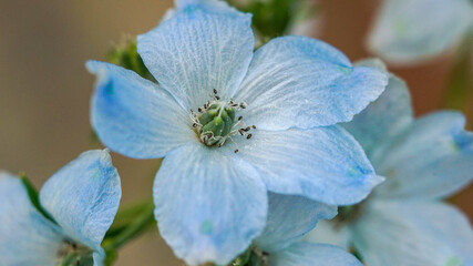 Macro photography of Blue flower  Delphinium