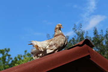 Decorative pigeon . Pigeon keeping.