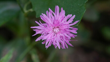 Fototapeta premium Light purple Centaurea cyanus flower
