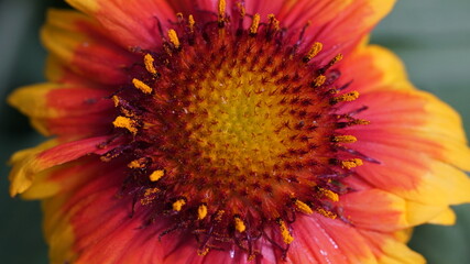 Macro photo of Indian Blanket flower