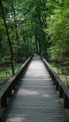 Trail in natural ecological park