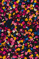 Colorful and dense floral pattern with various vibrant flowers on a dark background, creating a rich and lively seamless tile perfect for garden-themed designs.