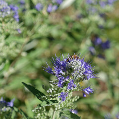 (Caryopteris x clandonensis) Bluebeard 'Heavenly blue'. Aromatic shrub with grey-green leaves, producing  masses of blue flowers in summer attracting pollinator as bees and blumbebees
