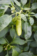 fresh green chili on plant closeup, chili plants in organic farming, Chilies closeup in field, Green chili plant in a farmer's field, Ripe green chili on a plant in Chakwal, Punjab, Pakistan