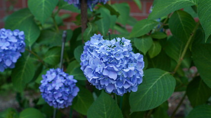 Blue hydrangea flowers in flower bed
