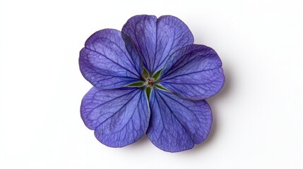 Obraz premium Vibrant Close-Up of Verbena Flower on White Background: Nature Photography at its Finest