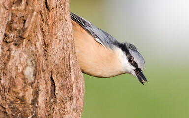 Naklejka premium Sitta europaea aka Eurasian nuthatch with the seed in his beak. Very close-up portrait. Isolated on blurred background.