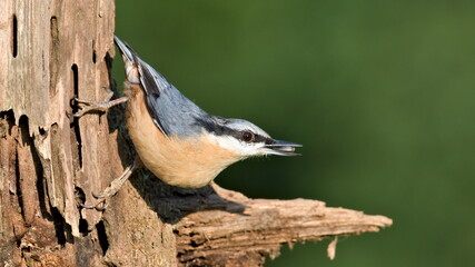 Sitta europaea aka Eurasian nuthatch with the seed in his beak in his typical position. Crawling on the tree. Very close-up portrait. Isolated on blurred background. 