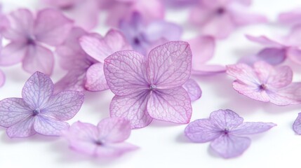 Obraz premium Close-up shot of vibrant sweet pea flower on white background - Beautiful floral photography