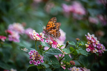 Mariposas de colores en las cataratas de Iguazú, en la provincia de Misiones, Argentina. 