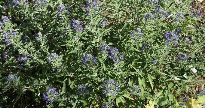 Caryopteris x clandonensis 'Heavenly blue'. Ornamental plant of Bluebeard, bushy shrub in upright shape with bouquets of blue flowers in cymes above lanceolate grey-green leaves