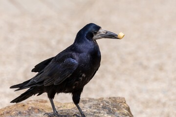 Close up of a rook (corvus frugilegus) eating a crisp