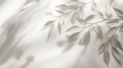 Obraz premium Delicate shadows of leafy branches cast on a white background.