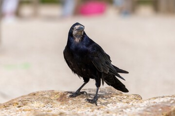 Close up of a rook (corvus frugilegus) perching on a rock