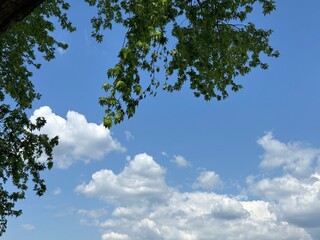 Tree foliage against blue sky with clouds 