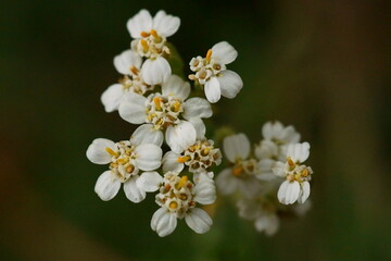 Medicinal plants - milfoil, yarrow flower; Achillea millefolium;  macro photography		