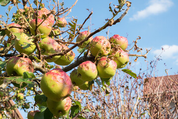 apple tree with damaged apples, after a heavy hailstorm