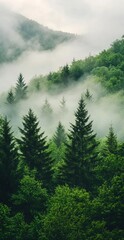 A dense forest of evergreen trees enveloped in mist, with the treetops fading into a foggy mountain backdrop, creating a mysterious and tranquil landscape.