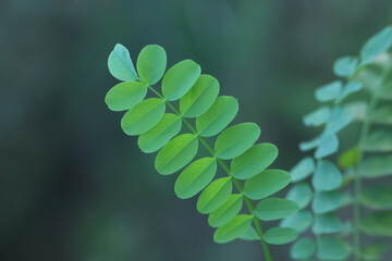 close up of a plant