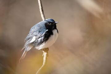 Black-throated Blue Warbler New world warbler Bird