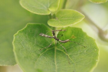 macro bug