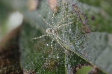 spider on web