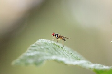 fly on leaf