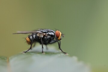 fly on leaf
