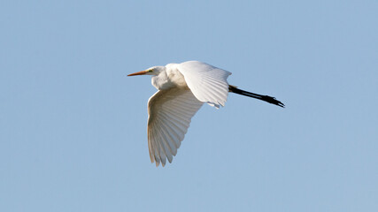 heron in flight