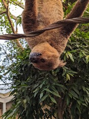 Sloth in zoo © Mikkel
