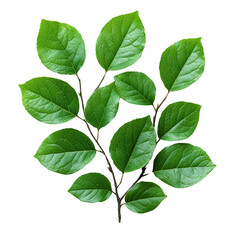 Fototapeta premium Fresh green leaves.