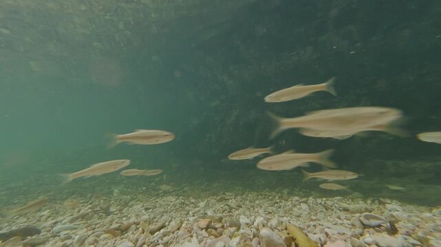 Video pesci sott'acqua ripresa con action in 4k