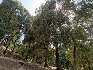 Fototapeta premium Ben Smim, Morocco - August 06, 2024: Whenever you find yourself in Ifrane, do not forget to visit Beni Samim to calm yourself with the beauty of the picturesque nature and running water