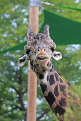 close up of a giraffe