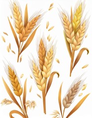 Oats and wheat, rye and barley spikelets and stems. Vector 3d realistic set, cartoon bundle of cereal growing plant with dry texture and seeds. Agriculture and harvesting wholegrain product