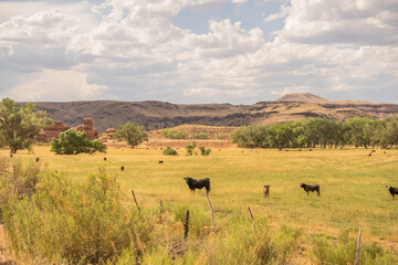 Obraz premium Cattle Desert Ghost Town Field Red Rocks