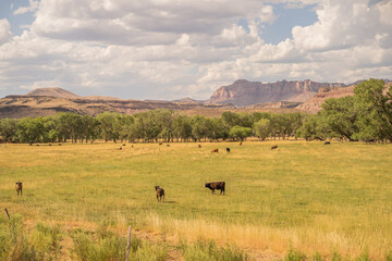 Cattle Desert Ghost Town Field Red Rocks